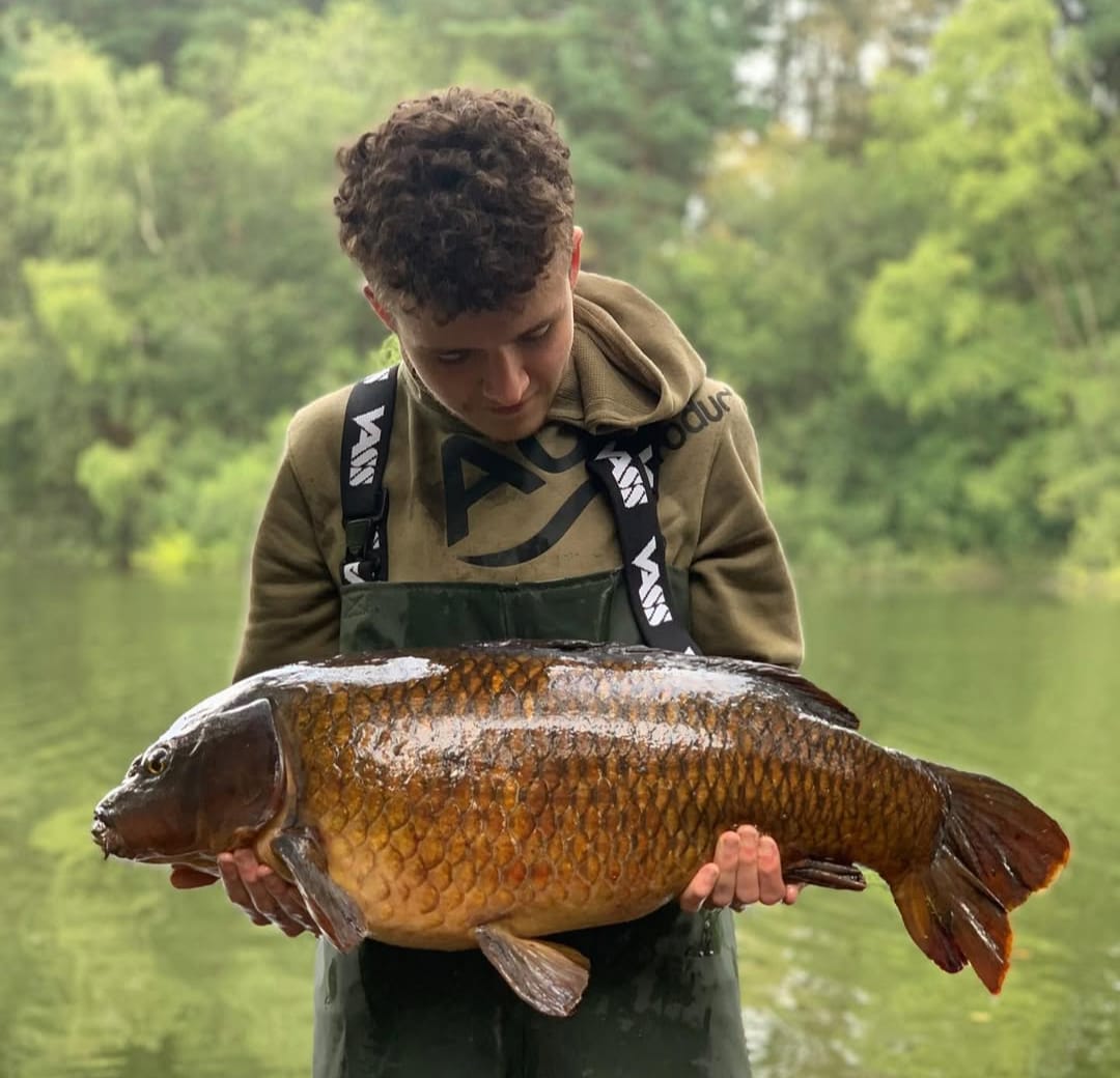 A superb Common Carp